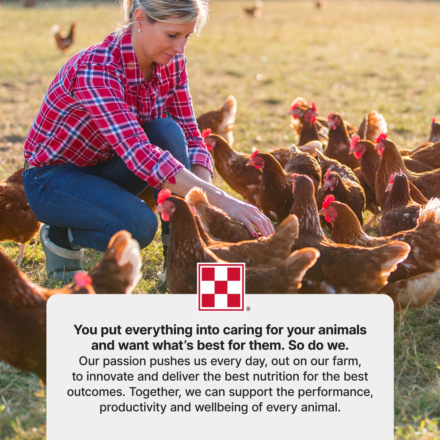 Purina® Farm to Flock™ 18% Layer Hen Food