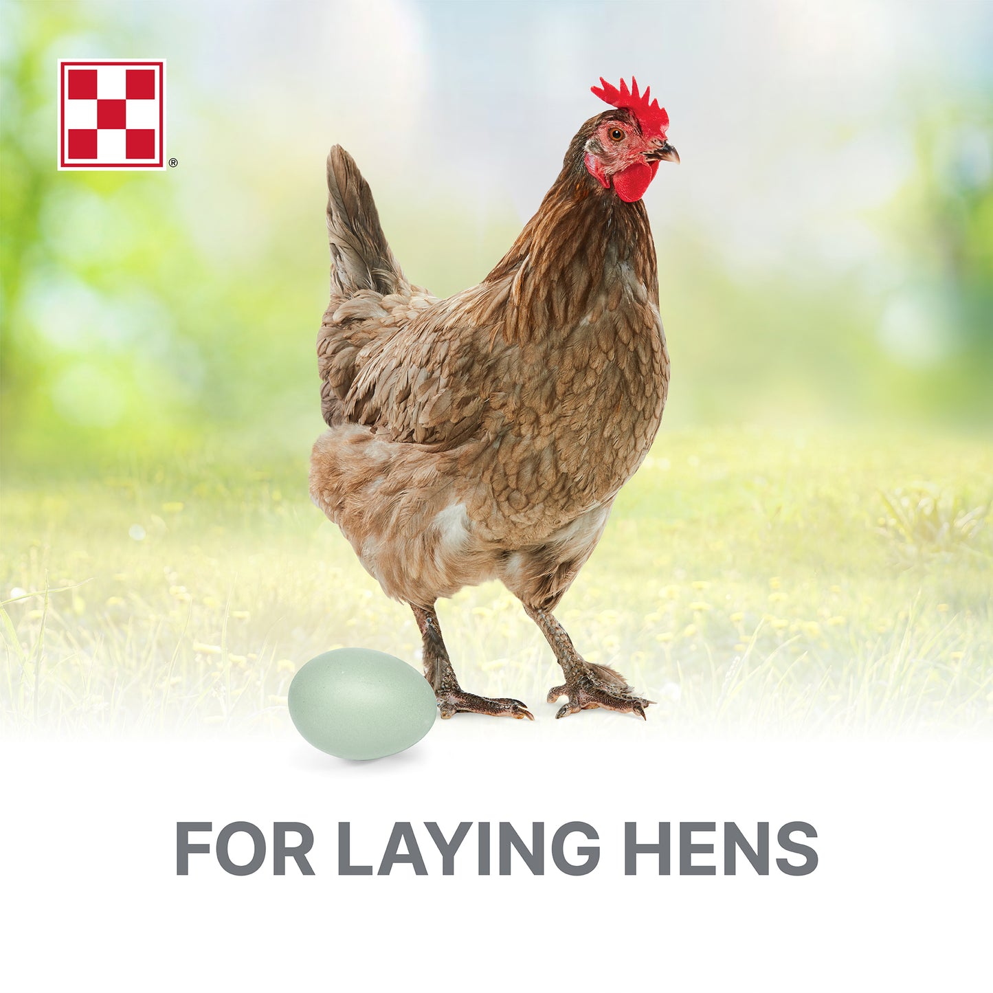 Purina® Layena® Crumbles Chicken Food
