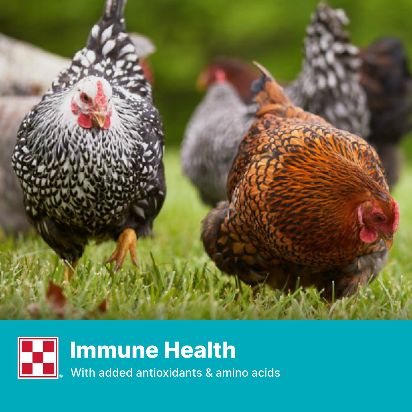 Purina® Layena® Crumbles Chicken Food
