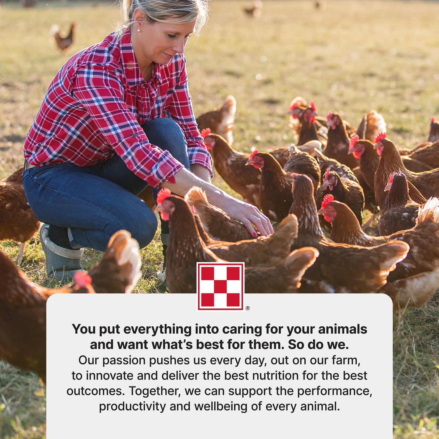 Purina® Layena® Crumbles Chicken Food