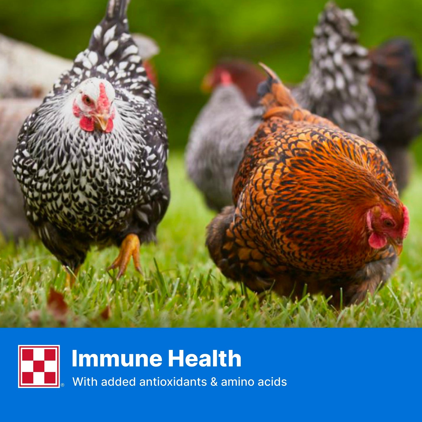 Purina® Layena® Pellets Chicken Feed