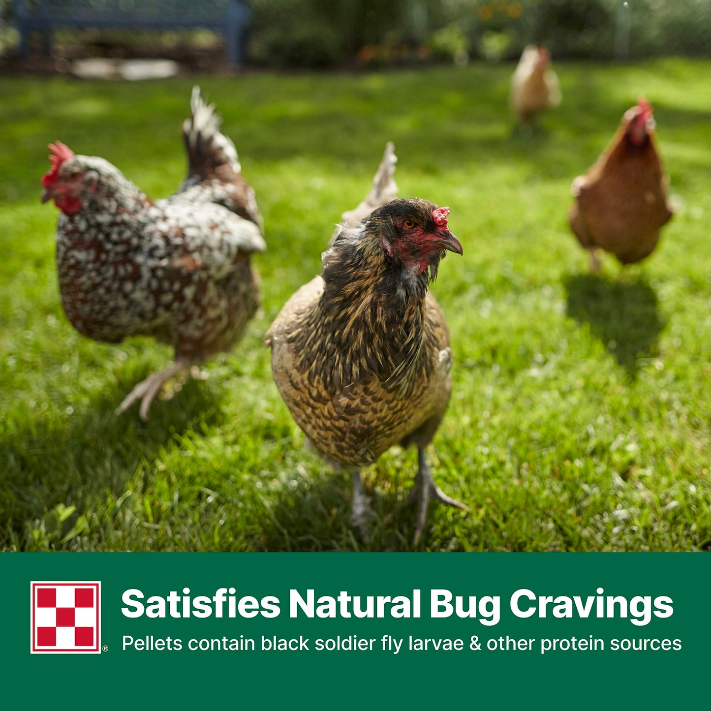 Purina® Layena®+ High Protein Layer Feed