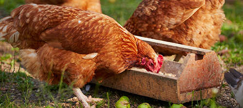 A chicken eating out a of wooden basket