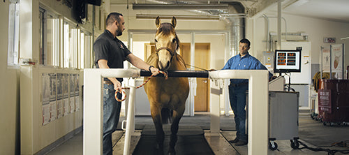 A horse running on a treadmill