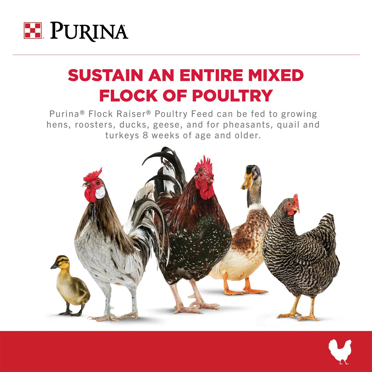 A duckling, two roosters, a duck and a chicken grouped together on a white background