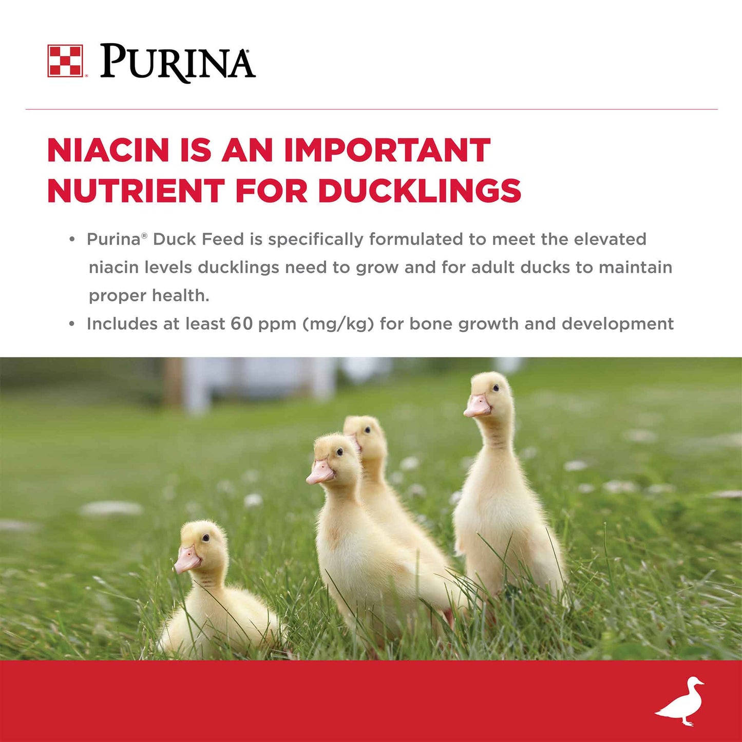 Four yellow ducklings sitting in grass