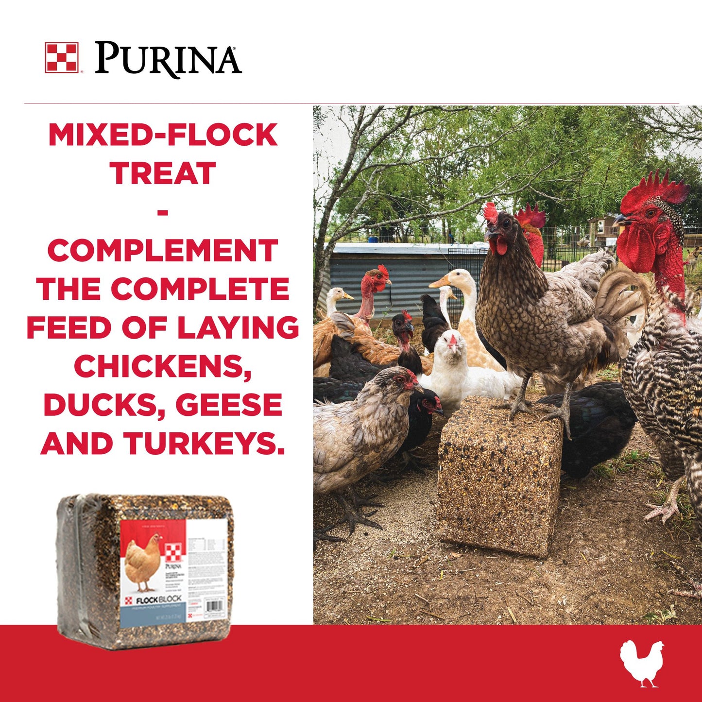 A group of roosters, chickens, and ducks around a Purina Flock Block