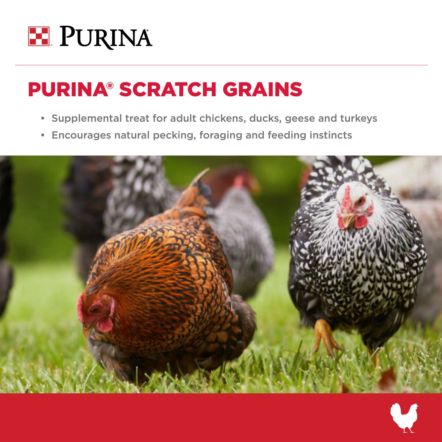 Two chickens in grass searching for a treat