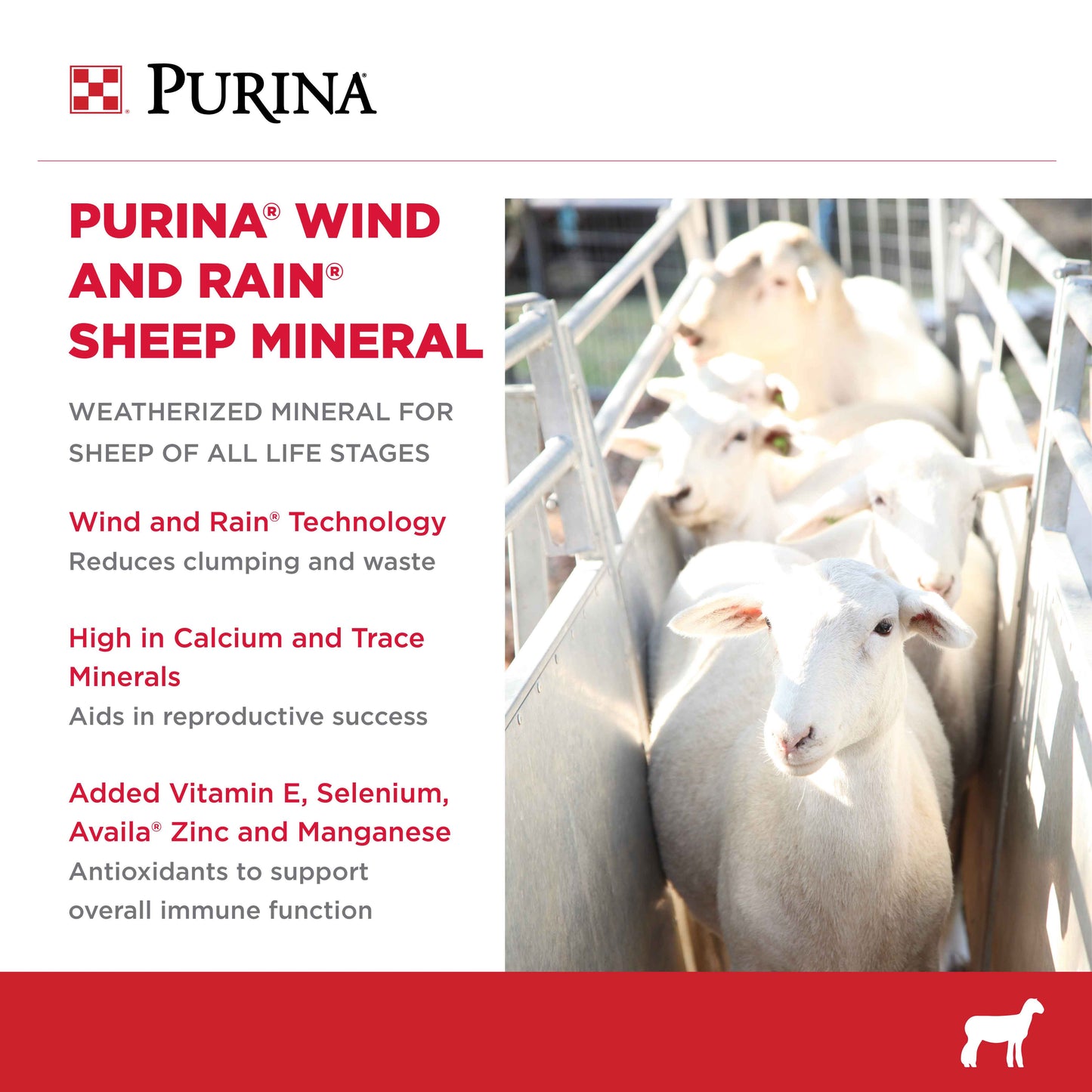 Sheep in a Pen