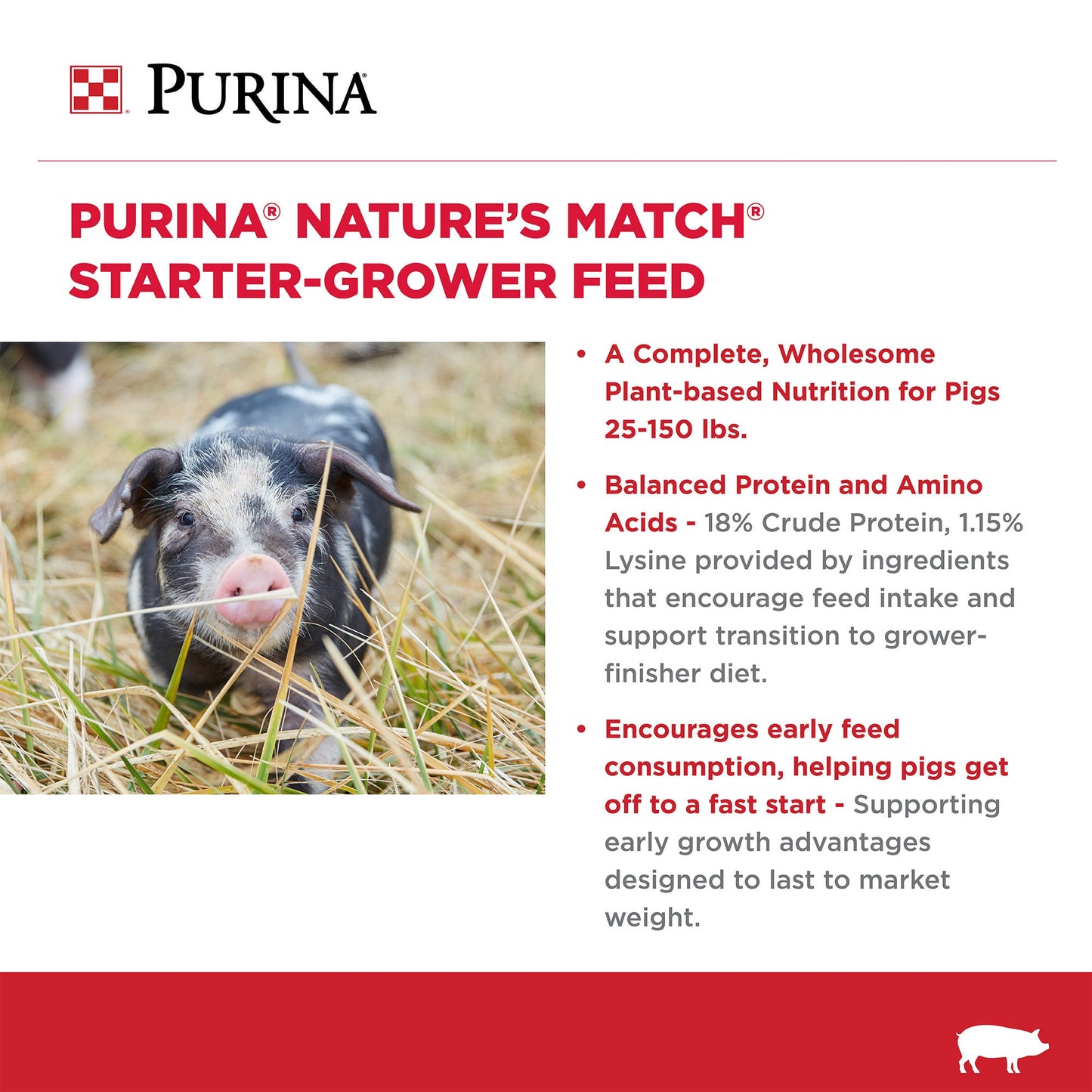 A Spotted black and white baby pig standing in long grass