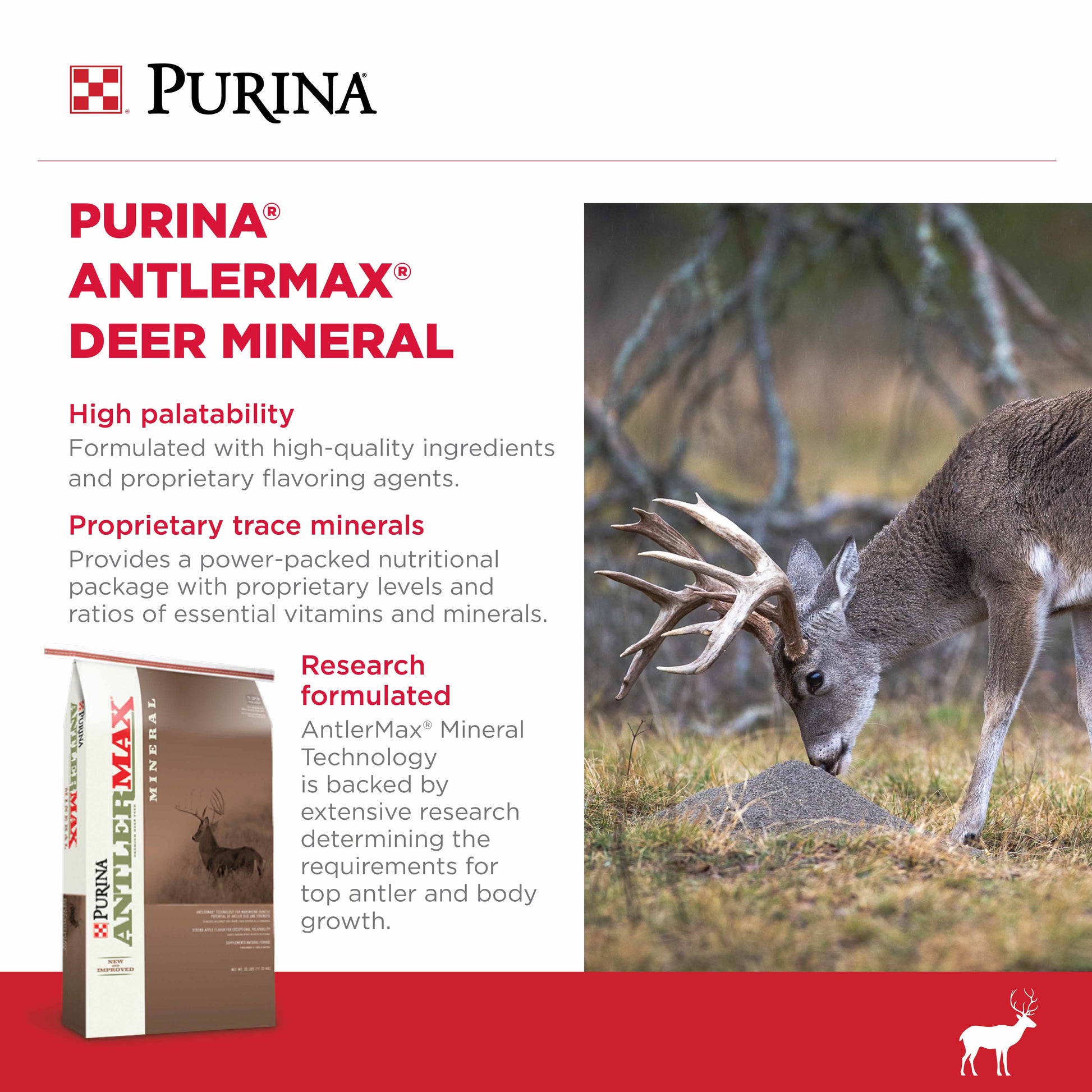 A deer eating Purina Mineral in a field