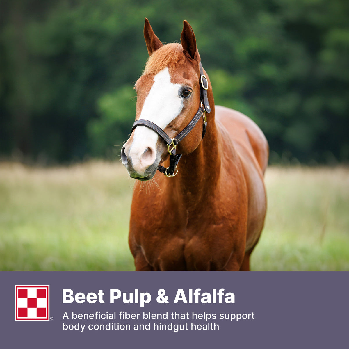 Purina® Forage Beet Pulp Plus Pellets, 40 lb Bag