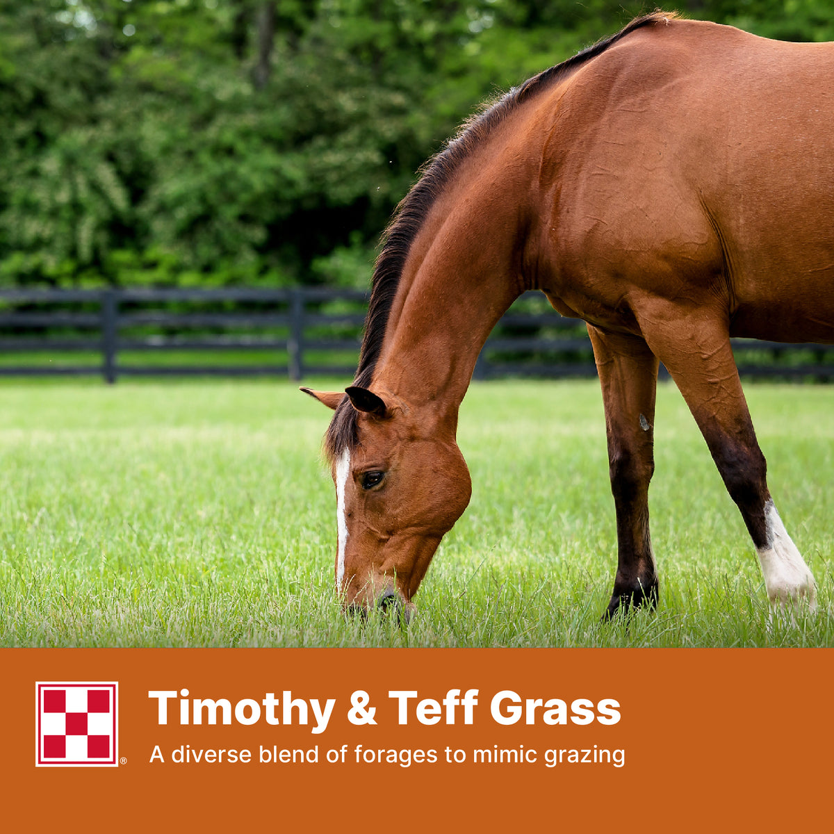 Purina® Forage Timothy-Teff Pellets, 40 lb Bag