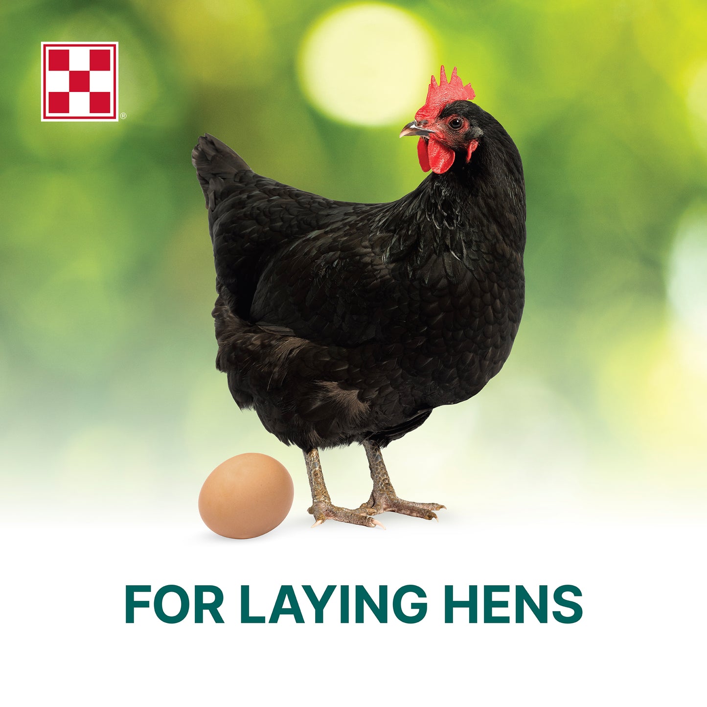 Purina® Organic Layer Crumbles Chicken Feed