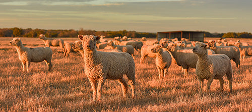 A flock of sheep in a field at sunset