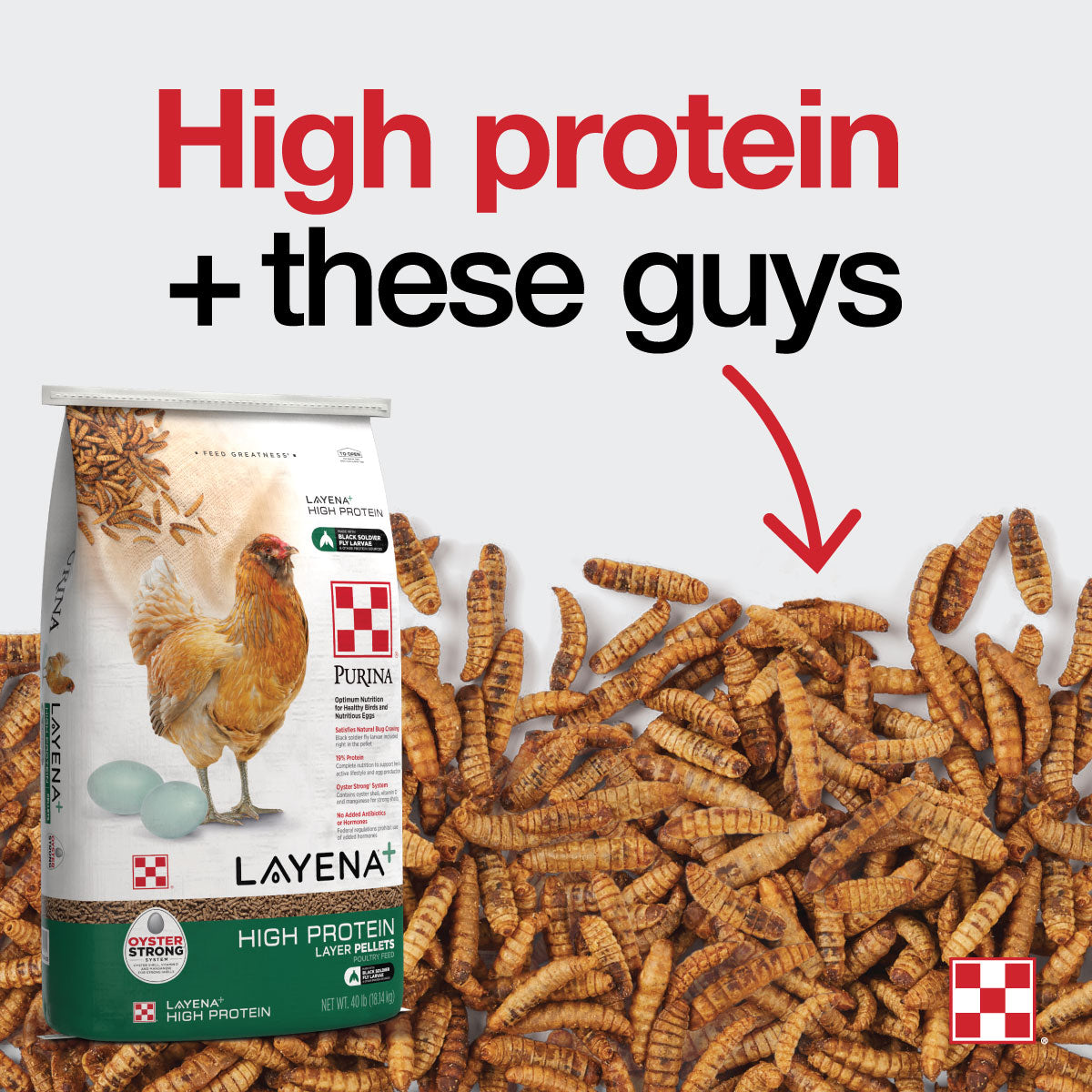 Front of Purina Layena High Protein 40 Pound Bag with High Protein Black Solider Fly Larvae