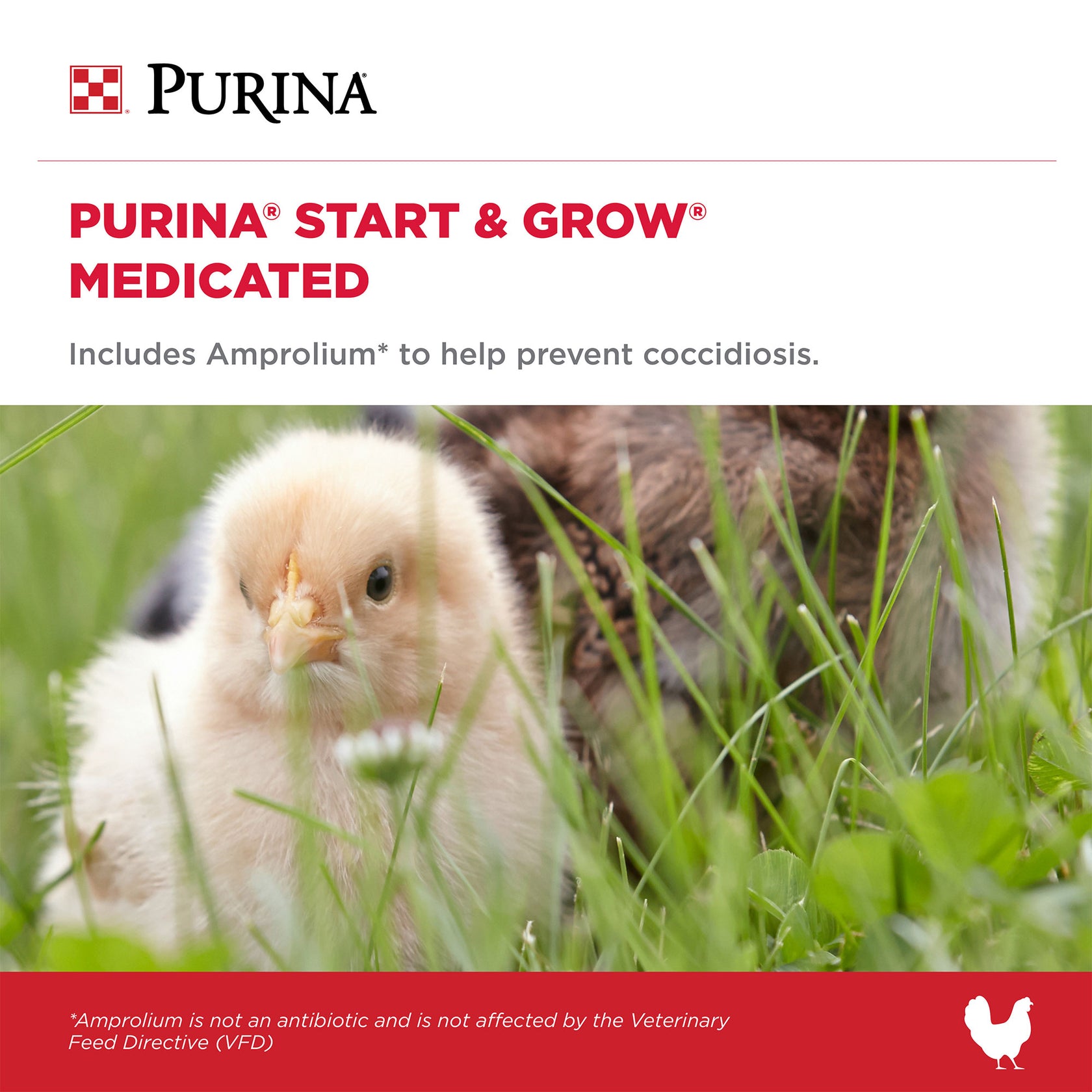 Purina® Start & Grow Medicated Chick Feed Helps Prevent Coccidiosis