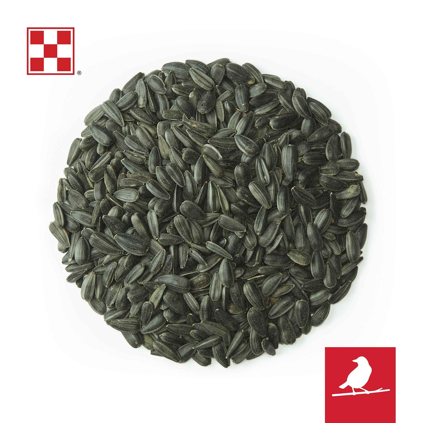 Black sunflower seeds in a circle