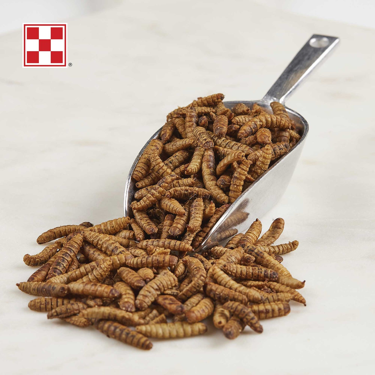 Dried Larvae in scoop