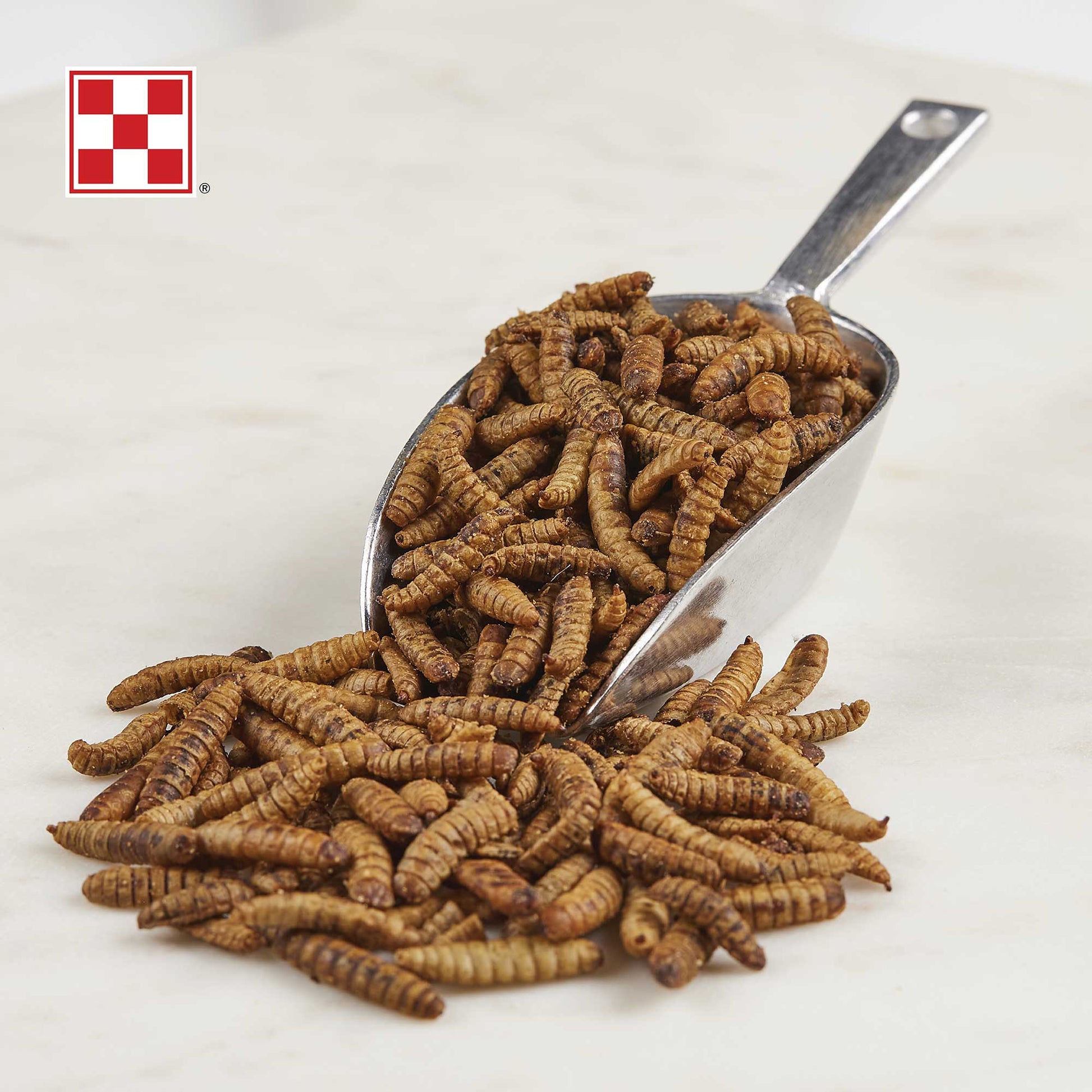 Dried Larvae in scoop